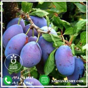 نهال آلو خرمایی