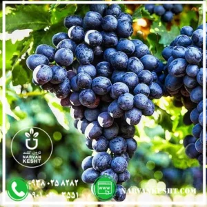 نهال انگور مویز