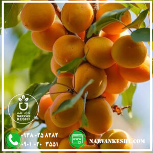 نهال زردآلو جهانگیری