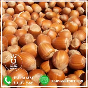 نهال فندق ترکیه