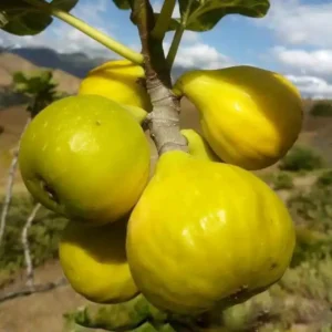 نهال انجیر استهبان