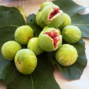 نهال انجیر دیم