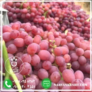 نهال انگور بیدانه قرمز