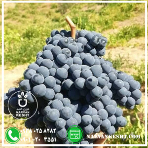 نهال انگور سیاه سردشت