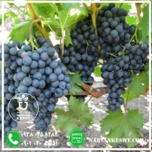 نهال انگور شانی