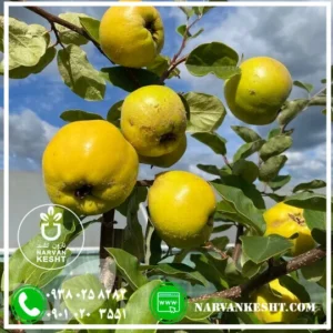 نهال به ترش (محلی)