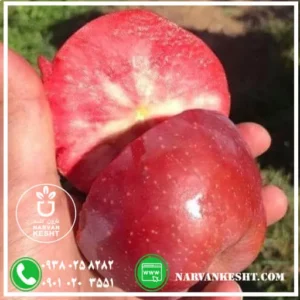 نهال سیب خونی