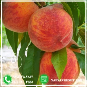 هلو دوبار فرانسه