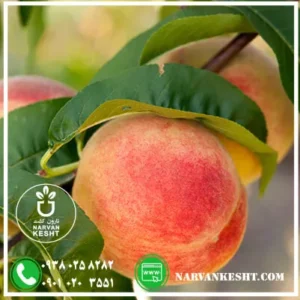 هلو زعفرانی زودرس