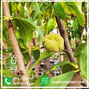 نهال هلو شفتالو