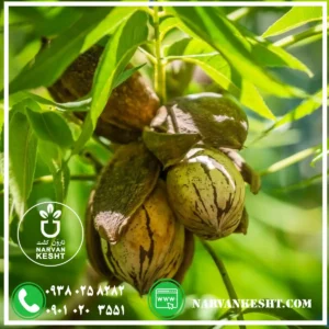 نهال گردو پکان وارداتی