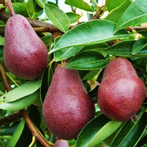 نهال گلابی انجو