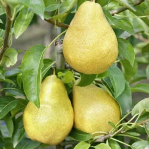 نهال گلابی ویلیام دوشیز