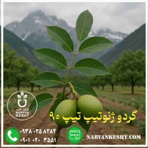 گردو ژنوتیپ تیپ 90