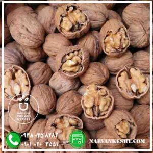 نهال گردو کاغذی