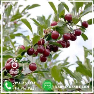 نهال آلبالو مجاری