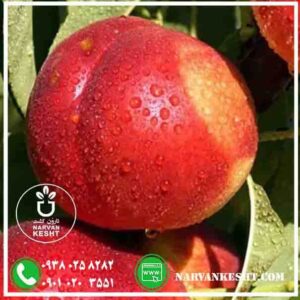 نهال شلیل مغان