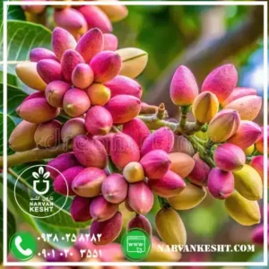 نهال پسته پایه پیوندی