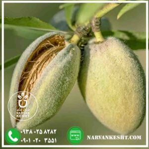 خرید نهال بادام آذر