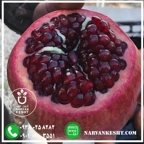نهال-انار-رباب-1.webp