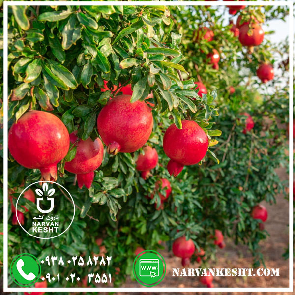 نهال-انار-سیاه-نارون-کشت-2.jpg