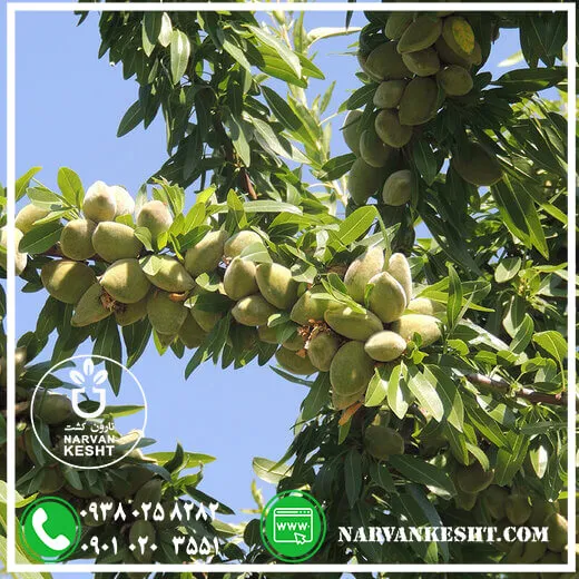نهال-بادام-سنگی-copy.webp