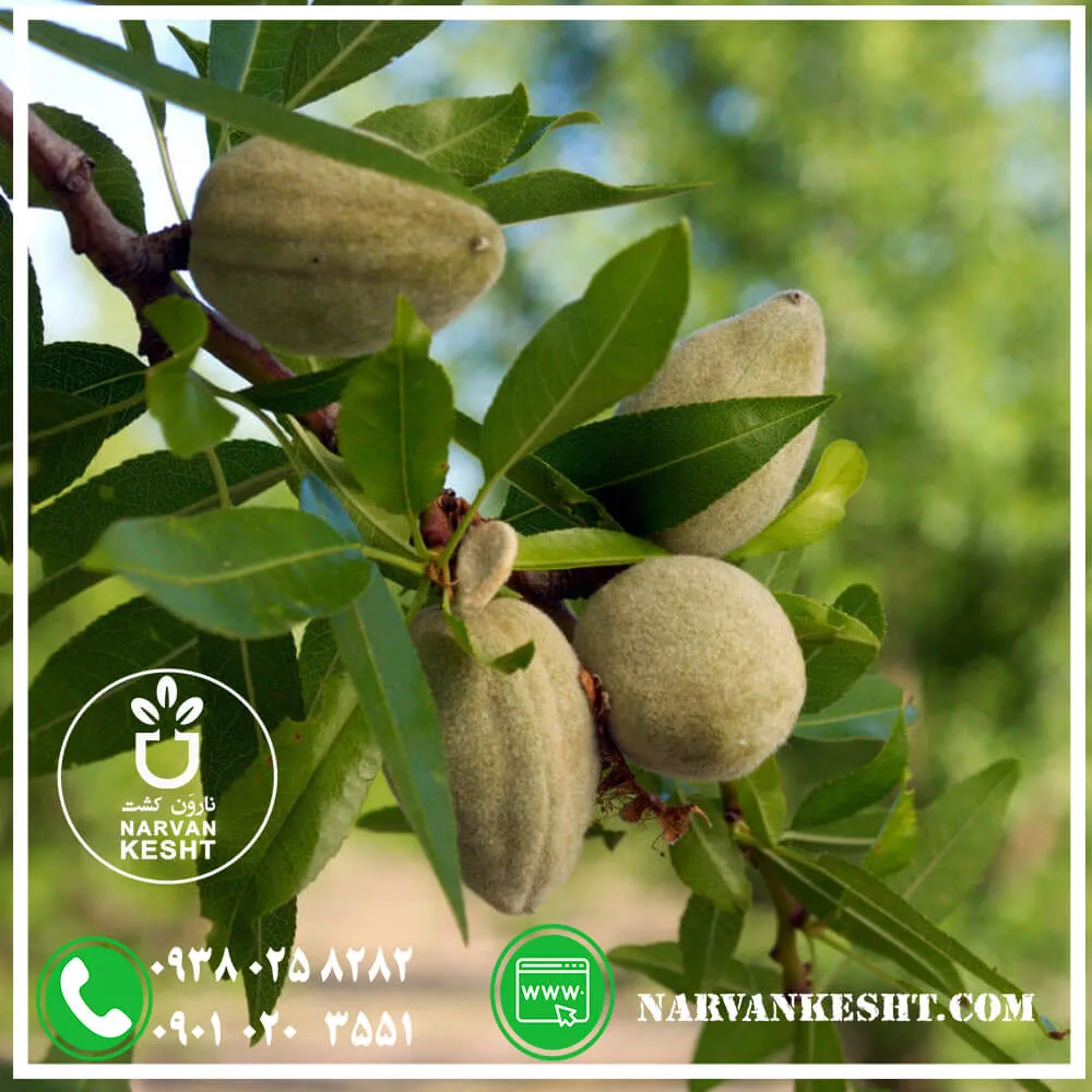 نهال-بادام-سهند-copy.webp