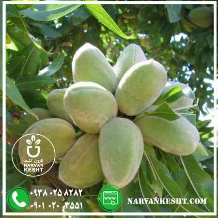 نهال-بادام-پسته-ای-copy.webp