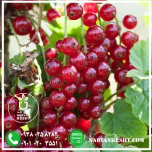 نهال انگور رد کارنت