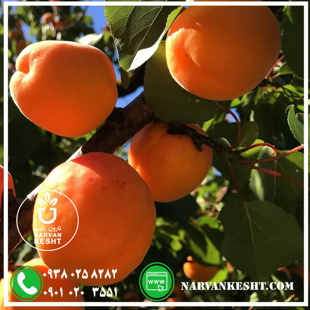 نهال-زرد-آلو-تبر-زه-1.webp