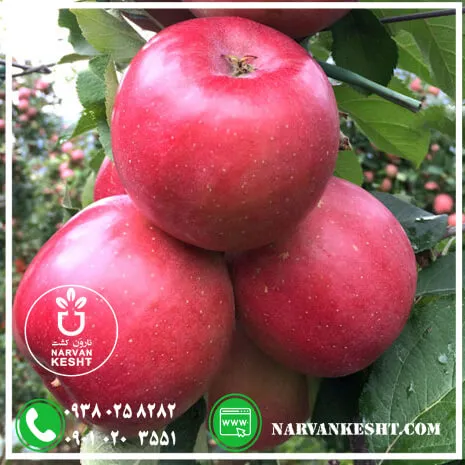 نهال-سیب-پایه-مارلینگ-1.webp