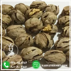 نهال گردو شیلی