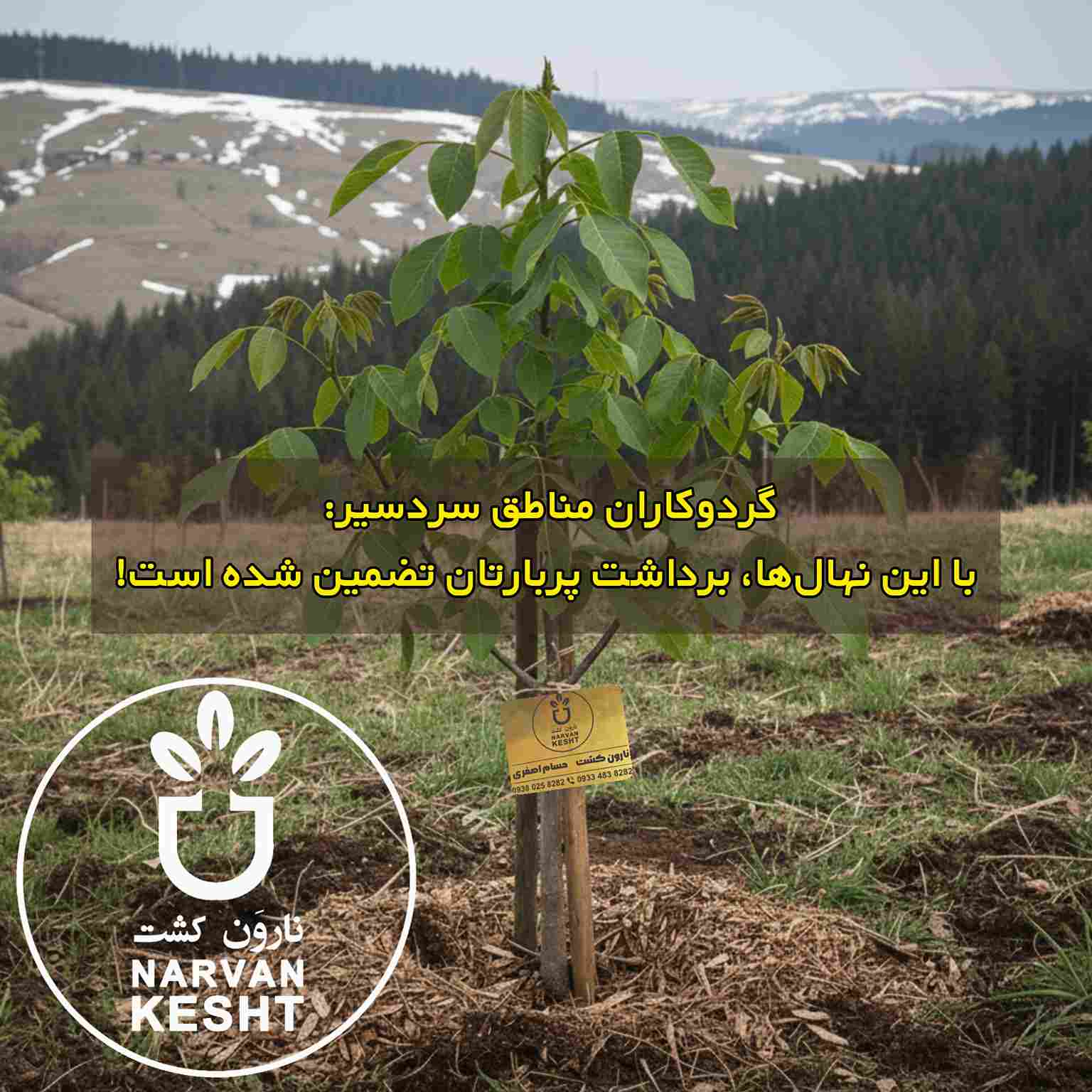 بهترین نهال گردو برای مناطق سردسیر