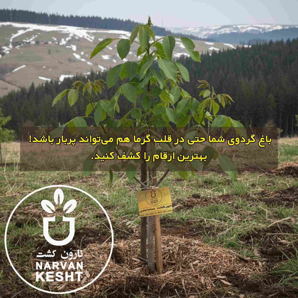 بهترین نهال گردو برای مناطق گرمسیر