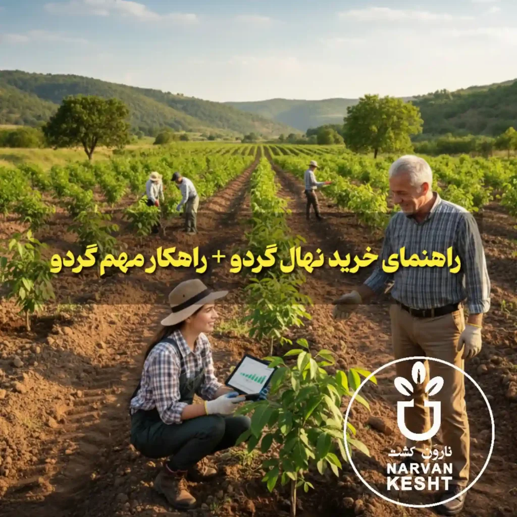 راهنمای خرید نهال گردو