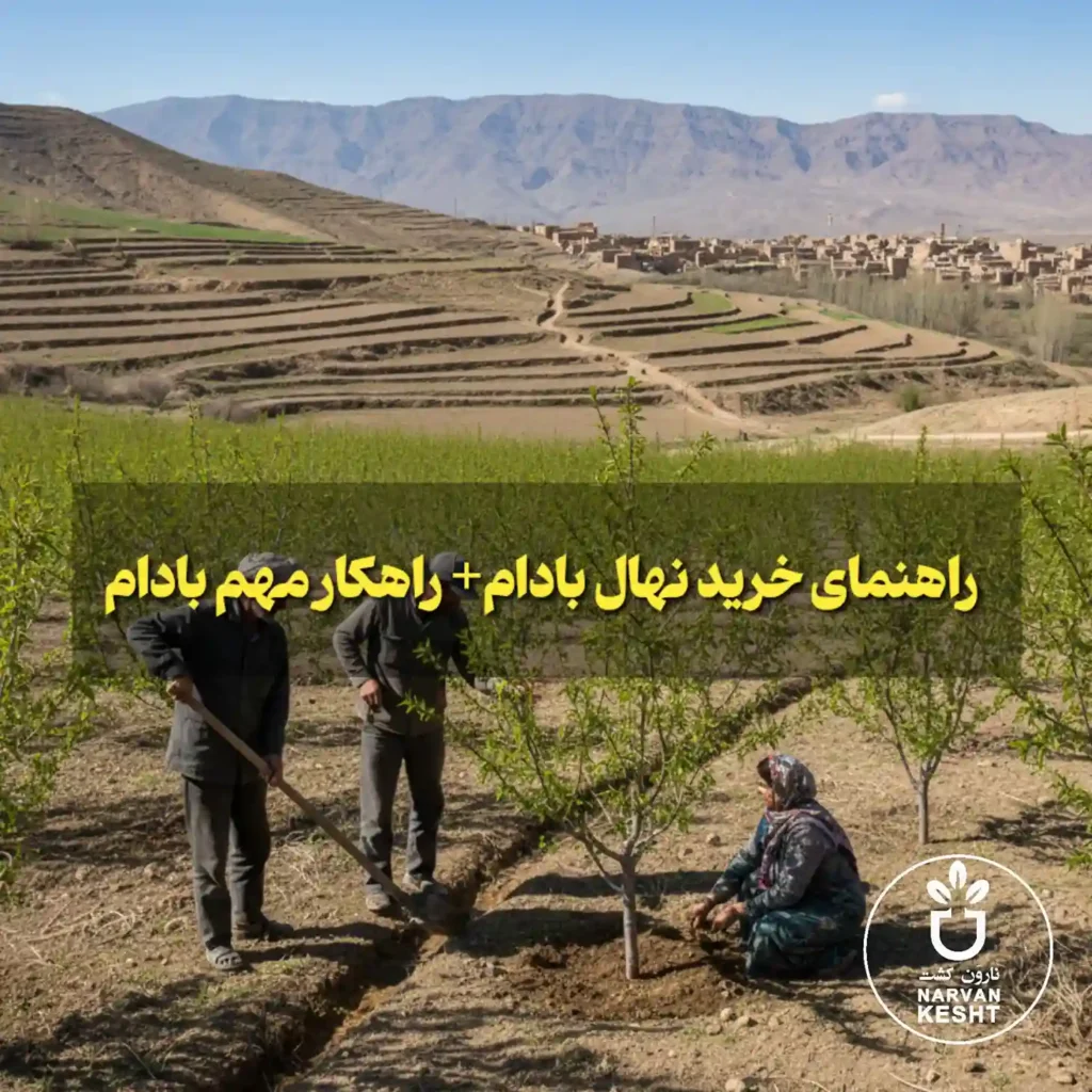 راهنمای خرید نهال بادام