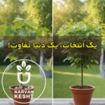 تفاوت نهال گردو خارجی و ایرانی