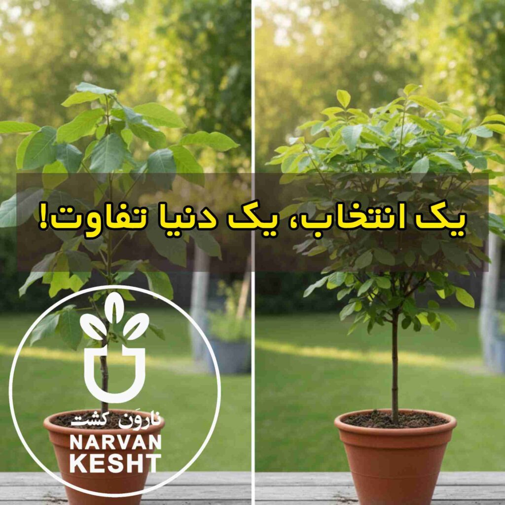 تفاوت نهال گردو خارجی و ایرانی