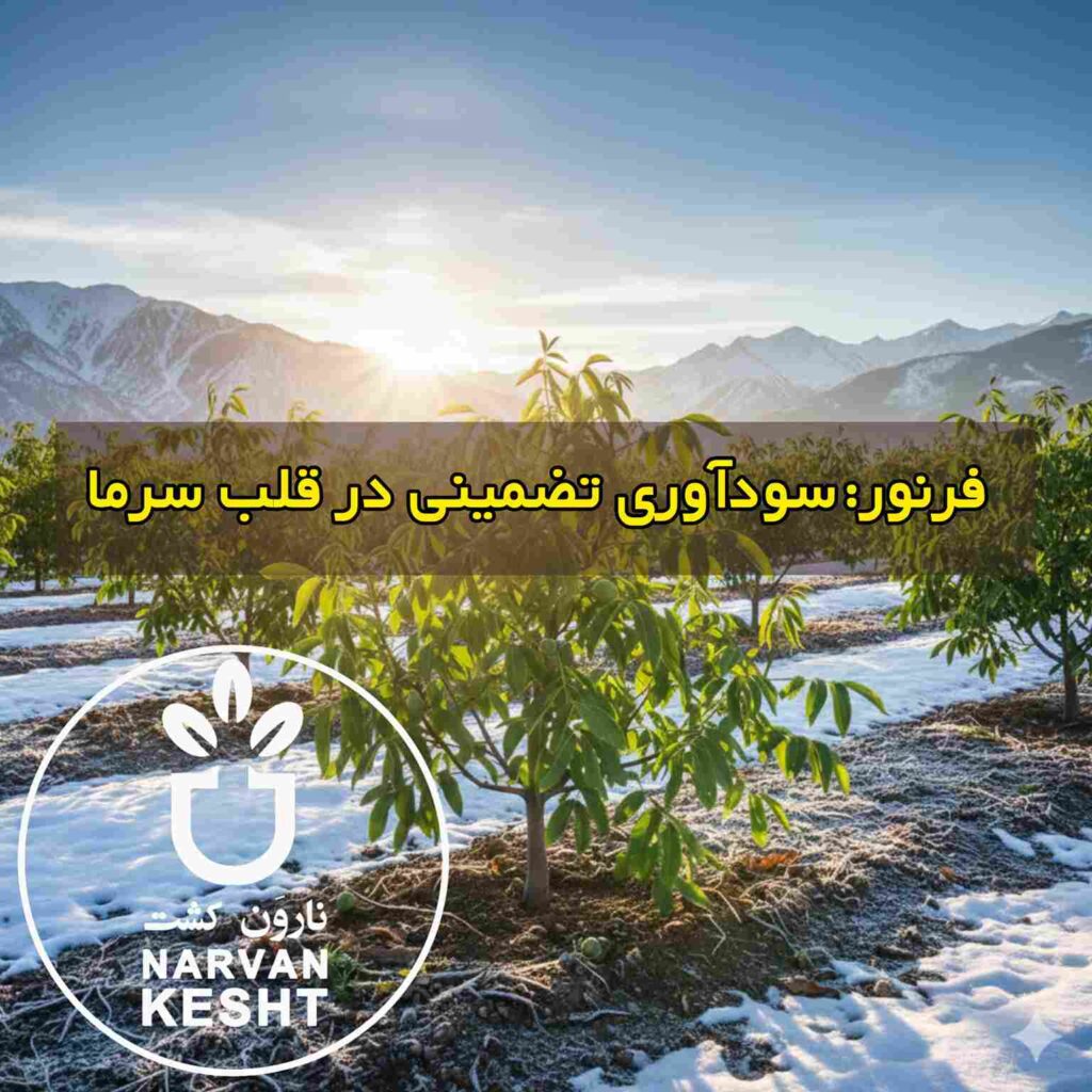 معرفی نهال گردو فرنور