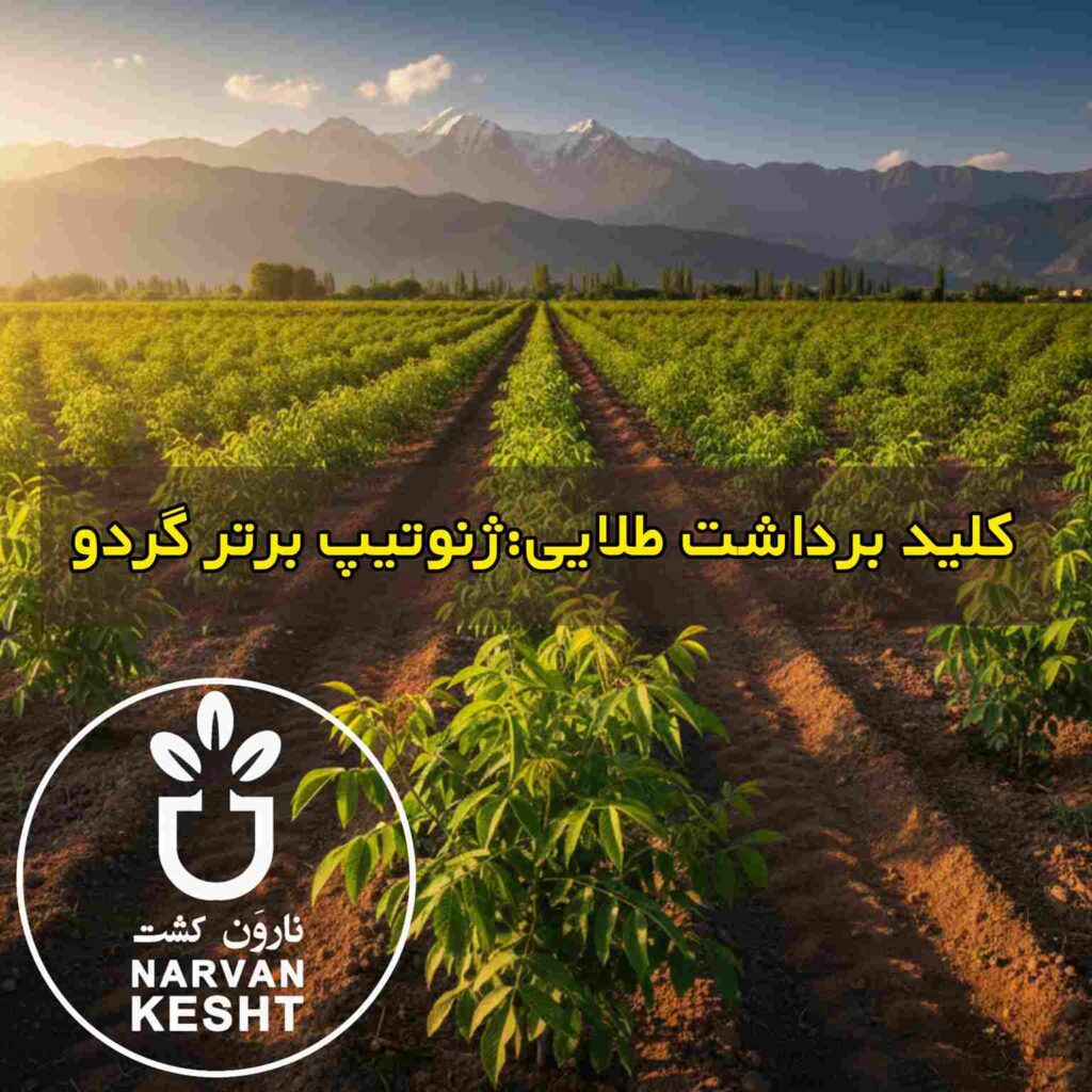 نهال گردو ژنوتیپ برتر